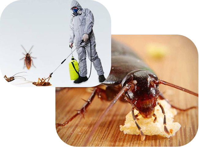 Expert Cockroach Control Services