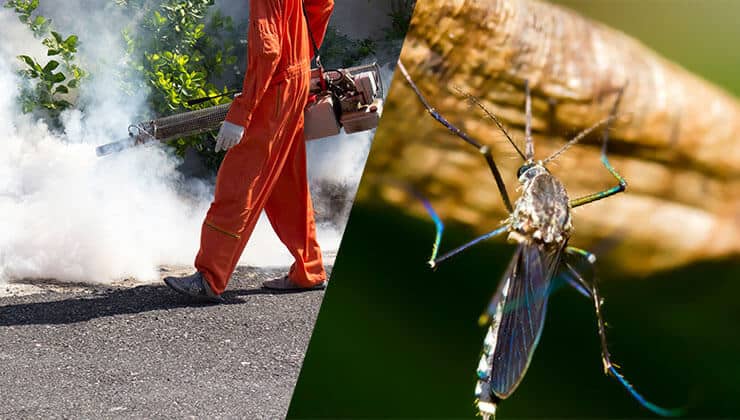 Professional Mosquito Control Services