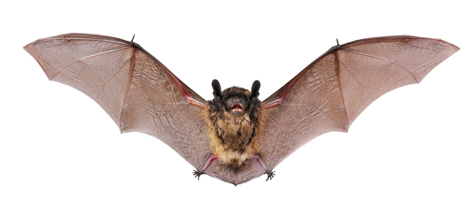 Affordable bat Control Services