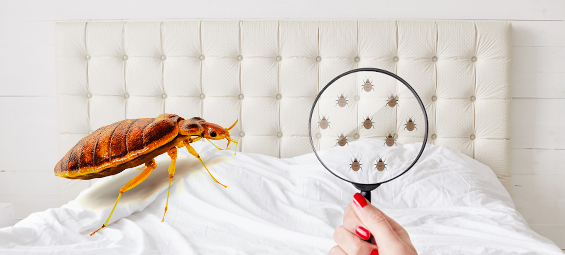 Affordable bugs Control Services