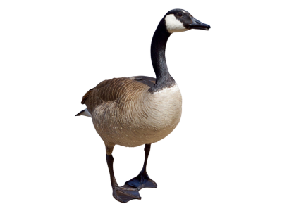 Canadian Geese bird control. Common pest birds in central PA