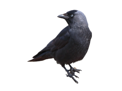 starling bird control. Common pest birds in central PA